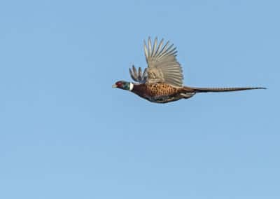 Faisan de Colchide en vol - oiseau gibier pour la chasse - Instinct Animal