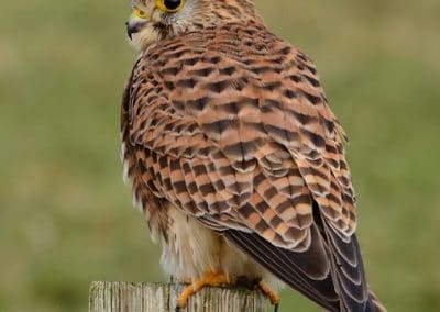 Faucon crécerelle à l'affut sur un poteau - rapace - Instinct Animal