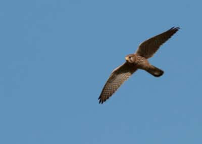 Faucon crécerelle en vol plané - oiseau de proie - Instinct Animal
