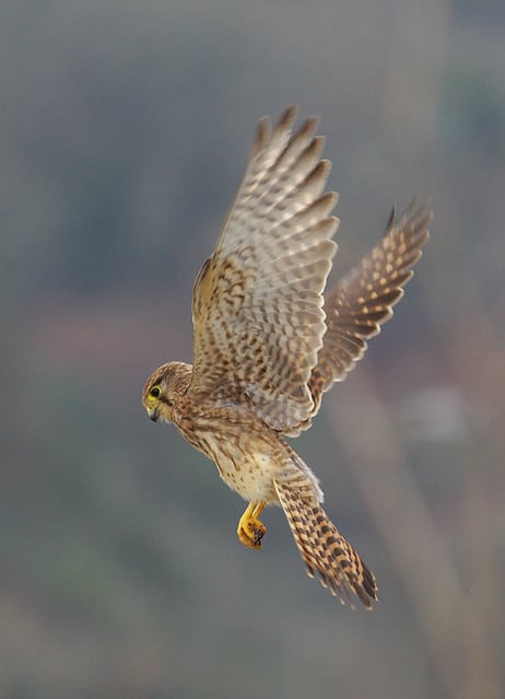 faucon crécerelle en vol du Saint-Esprit - Instinct Animal