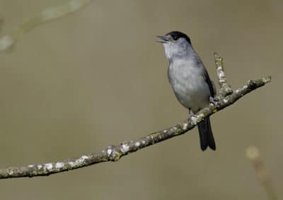 Fauvette à tête noire, mâle, oiseau, Instinct Animal