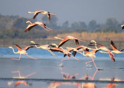 Flamants rose en vol en Camargue - Instinct animal