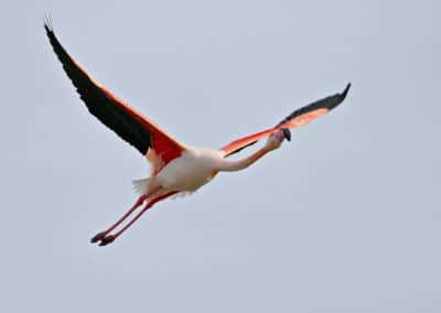 Flamant rose en vol en Camargue - Instinct animal