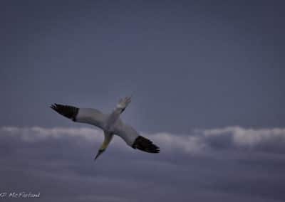 Fou de Bassan en vol piqué - Oiseau de mer - Instinct Animal