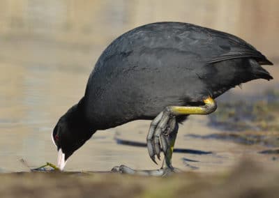 Une foulque macroule en train de manger au bord de l'eau - Instinct Animal