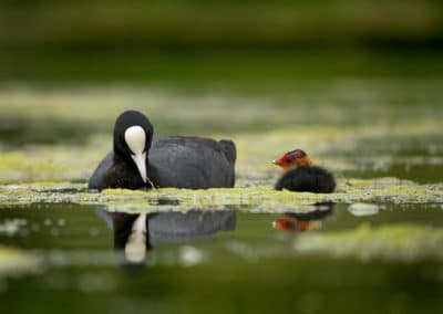 Une foulque macroule et son poussin nagent sur l'eau - Oiseaux aquatiques - Instinct Animal