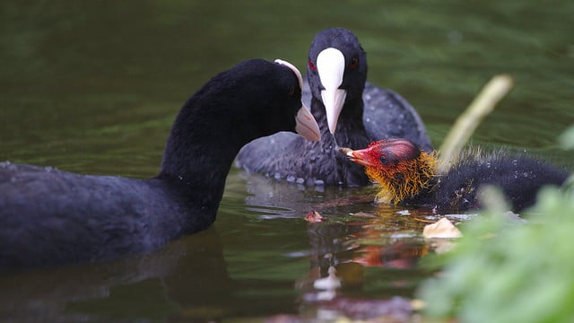 Couple de foulques macroules avec un bébé poussin - oiseaux aquatiques - Instinct Animal
