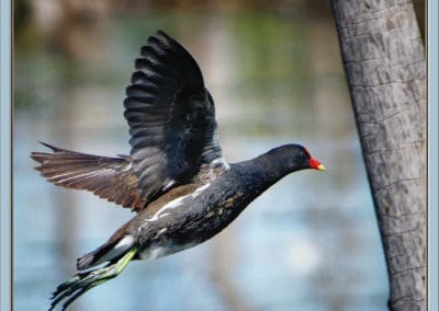 Gallinule poule-d'eau en vol, oiseau aquatique - Instinct Animal