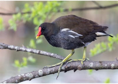 Gallinule poule-d'eau sur un arbre, oiseau aquatique - Instinct Animal