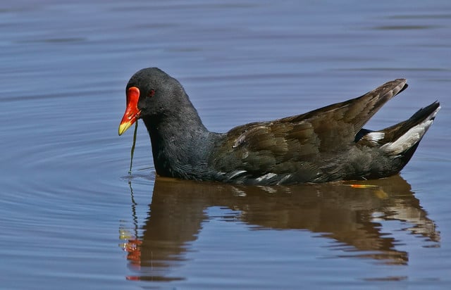 Gallinule poule-d'eau sur un étang, oiseau aquatique - Instinct Animal