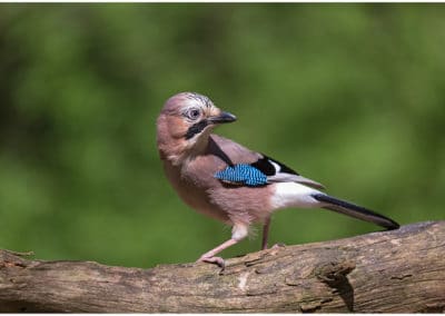 geai des chênes, oiseau de forêt - Instinct animal