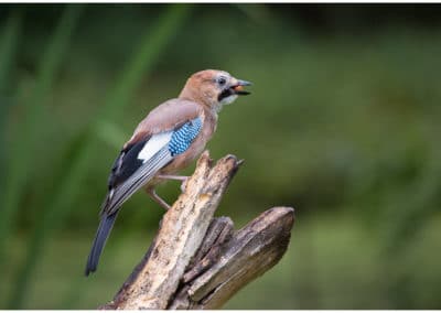 geai des chênes, oiseau de forêt - Instinct animal