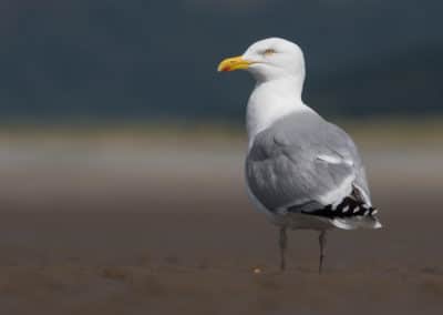 Goeland argente - oiseau de mer - Instinct Animal