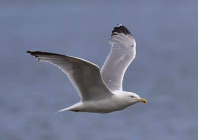 Goéland argenté en vol - oiseau de mer - Instinct Animal