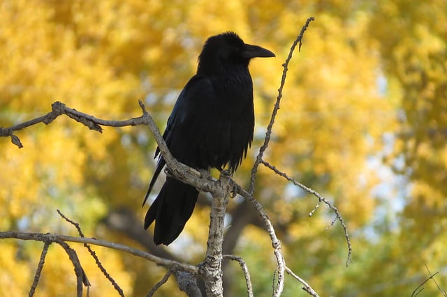 Grand corbeau perché sur un arbre - corvidé - Instinct Animal