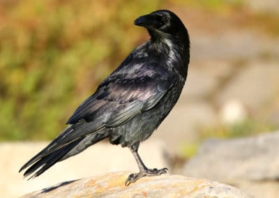Grand corbeau noir - oiseau charognard - Instinct Animal