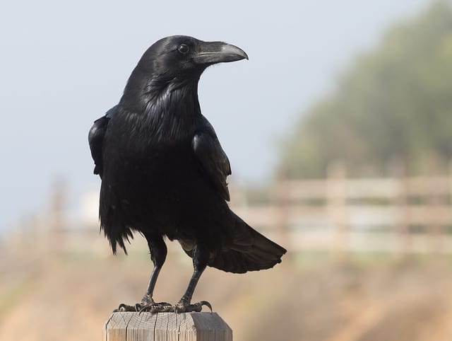 Grand corbeau, oiseau noir - Instinct Animal