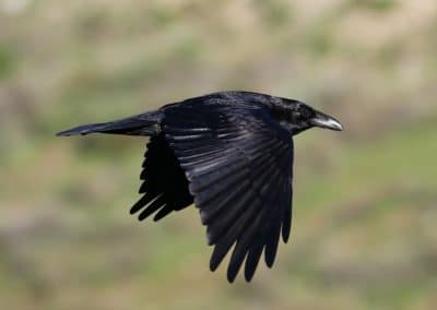 Grand corbeau noir en vol - corvidé - Instinct Animal