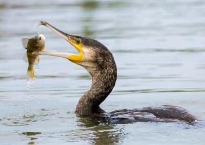 Grand cormoran un poisson dans le bec - oiseau piscicole - Instinct Animal