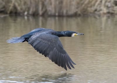 Grand cormoran en vol - oiseau pêcheur - Instinct Animal