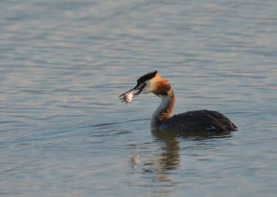 Grèbe huppé avec un poisson dans le bec - oiseau pêcheur - Instinct Animal