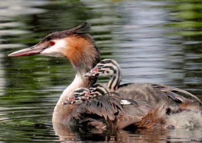 Grèbe huppé avec des bebes poussins sur le dos - Instinct Animal