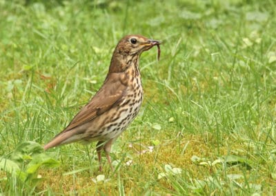 Une grive musicienne à la chasse - Instinct Animal