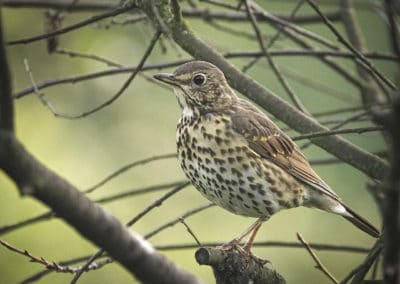 Grive musicienne, oiseau au chant musical - Instinct Animal