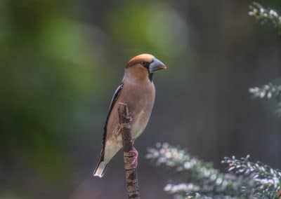 Grosbec casse noyaux sur une branche, oiseau - Instinct Animal