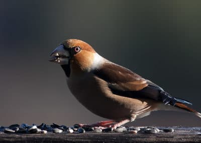 Grosbec casse noyaux oiseau - Instinct Animal