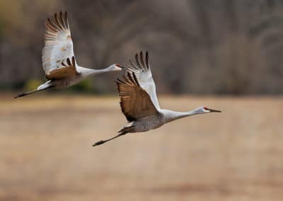 Couple de grues cendrees, nidification - Instinct Animal