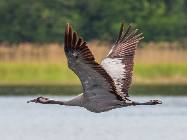 Grue cendree en vol - Oiseau migrateur - Instinct Animal