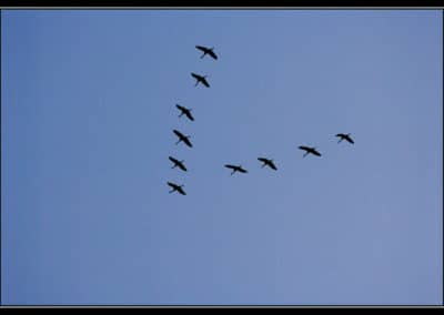 Vol en V de grues cendrees - Oiseaux migrateurs - Migration - Instinct Animal