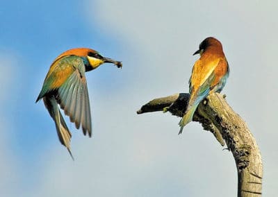 Guêpier d'Europe en vol - Instinct Animal