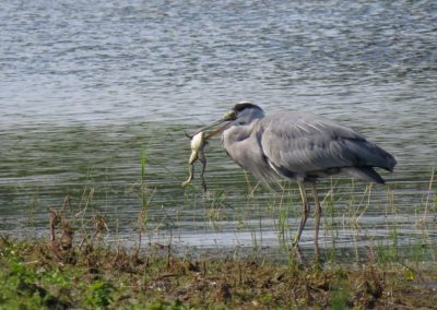 Héron cendré avec une grenouille dans le bec - oiseau pêcheur - Instinct Animal