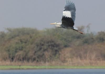 Héron cendré en vol, le cou replié - oiseau au long bec - Instinct Animal