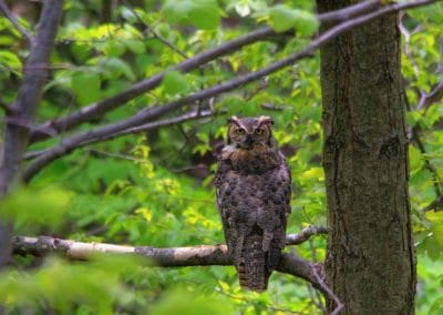 Hibou Grand-duc d'Europe perché sur un arbre - Oiseau - Instinct Animal