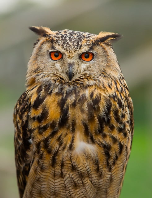 Hibou Grand Duc D Europe Description Oiseau Photos Instinct Animal