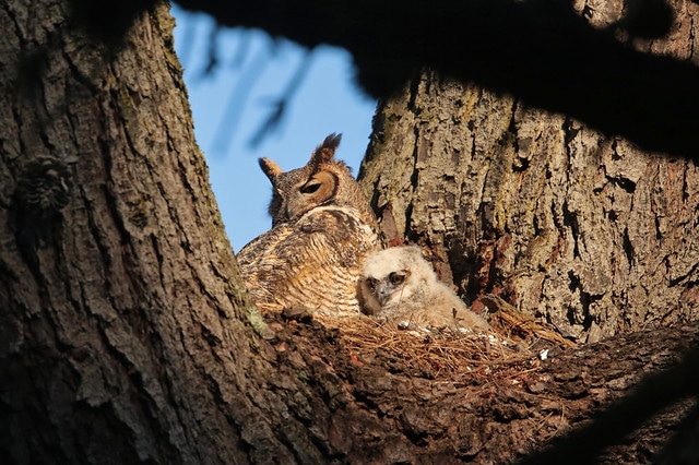 Hibou Grand Duc D Europe Description Oiseau Photos Instinct Animal