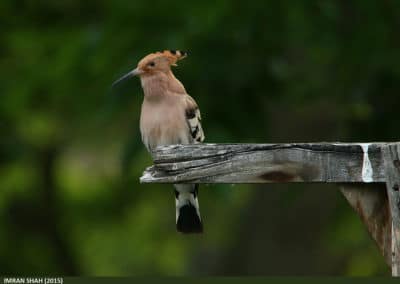 huppe fasciée, oiseau migrateur au long bec - Instinct animal