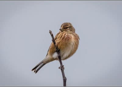Linotte mélodieuse femelle - oiseau passereau - Instinct Animal