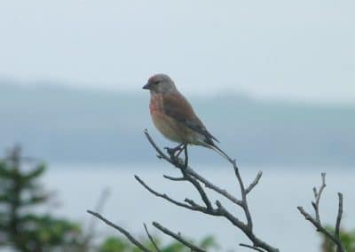 Linotte mélodieuse mâle perchée sur une branche - Instinct Animal