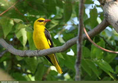 Loriot d'Europe - Loriot jaune mâle - Instinct Animal