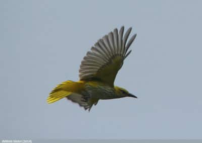 Loriot d'Europe en vol, oiseau - Instinct Animal