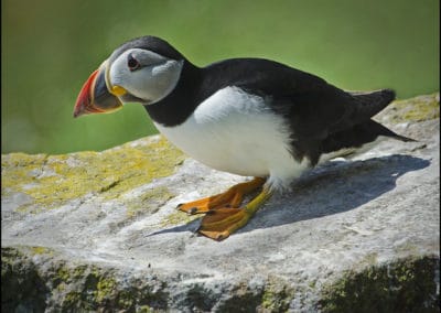 Macareux moine, oiseau au bec bariolé de couleurs vives en période nuptiale - Instinct Animal