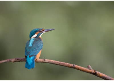 martin pêcheur d'Europe, oiseau - Instinct animal