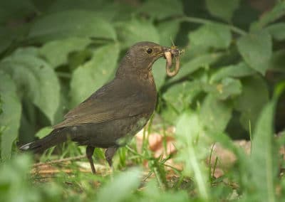 Merlette, merle femelle - oiseau - Instinct Animal