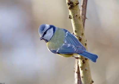 Mésange bleue, oiseau d'Europe, passereau - Instinct animal