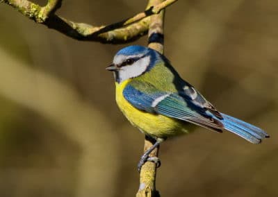 Mésange bleue, oiseau d'Europe, passereau - Instinct animal