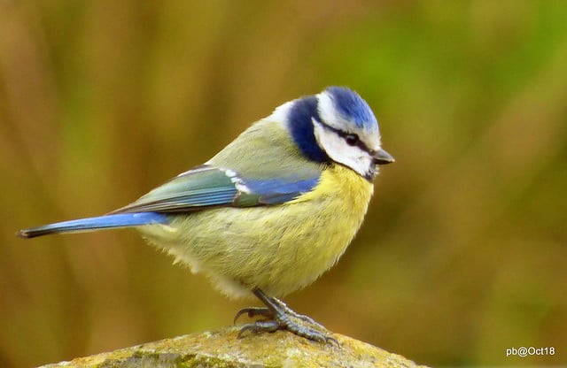 Mésange bleue, passereau, oiseau d'Europe - Instinct animal